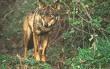 Lobo ibérico en la sierra de la Culebra