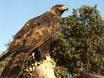 RAPACES ENCIMA DE TU CABEZA