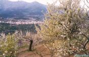 Cerezos en flor