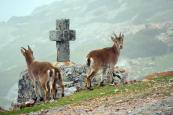 Cabras montesas en el Mirador de La Peña de Franci